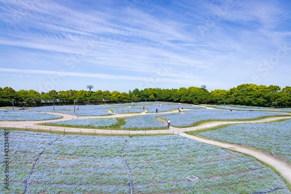 Obraz 三重県桑名市なばなの里のネモフィラ畑3
