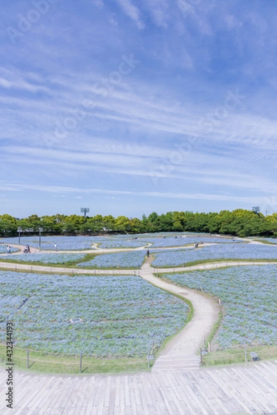 Obraz 三重県桑名市なばなの里のネモフィラ畑2