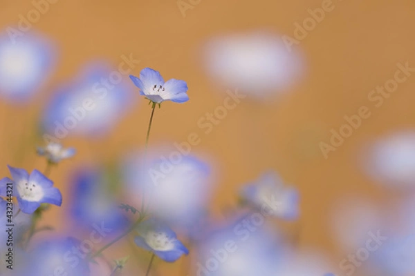 Obraz オレンジ色の背景と青いネモフィラ2