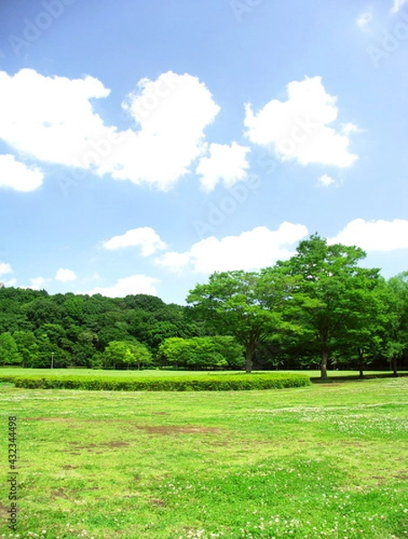 Fototapeta 初夏の公園のシロツメクサさく草原と林風景