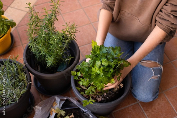Fototapeta Hands of teen girl sitting on the terrace changes the pot with the potting soil for the kitchen seedlings: parsley, sage, rosemary