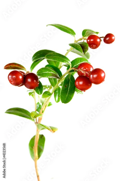 Obraz very tasty lingonberries isolated on white