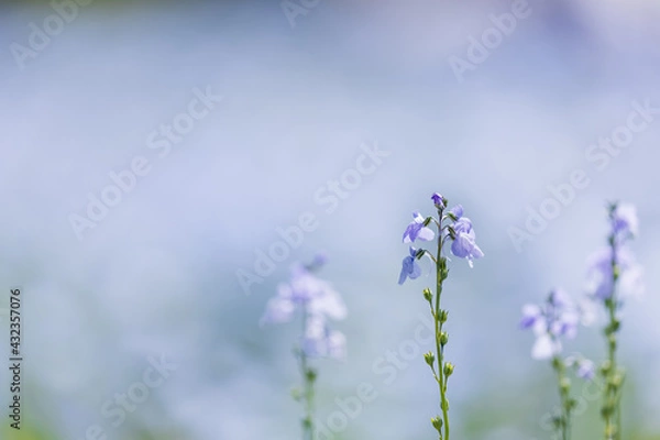 Obraz ネモフィラ畑に咲くマツバウンラン