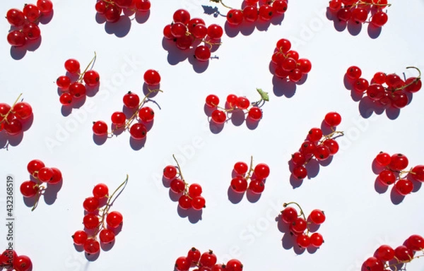 Fototapeta Clusters of red currant are scattered around. Red currant is scattered on a white background.