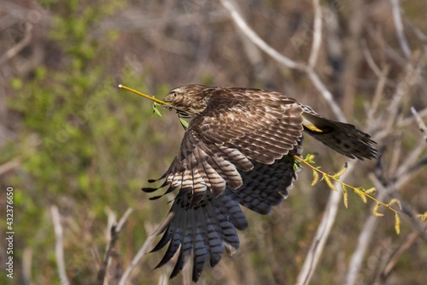 Fototapeta Nesting red shouldered hawk (Buteo lineatus) in flight