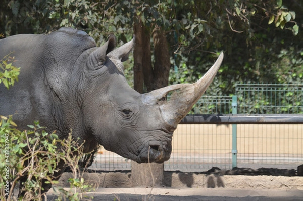 Obraz Rinoceronte en cautiverio 