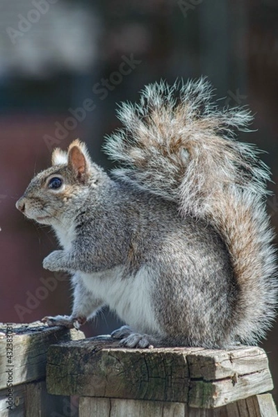 Fototapeta grey squirrel