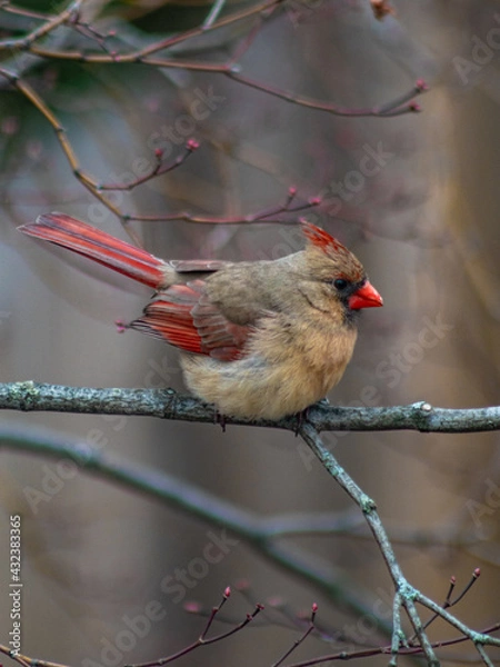 Obraz red cardinal on a branch