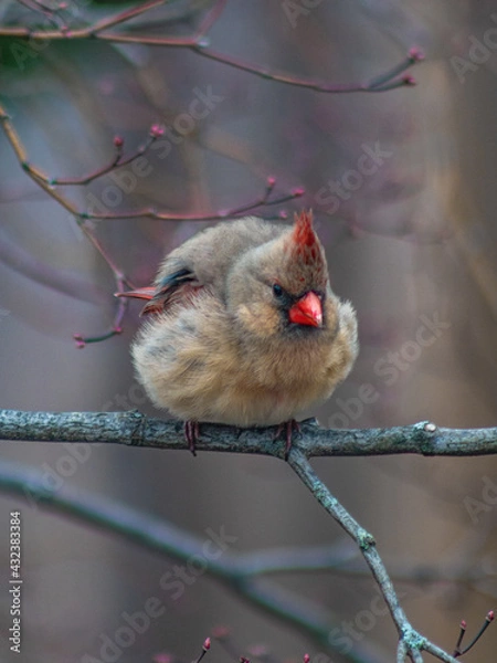 Obraz red cardinal on a branch
