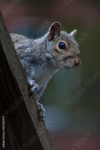 Obraz squirrel on a bench