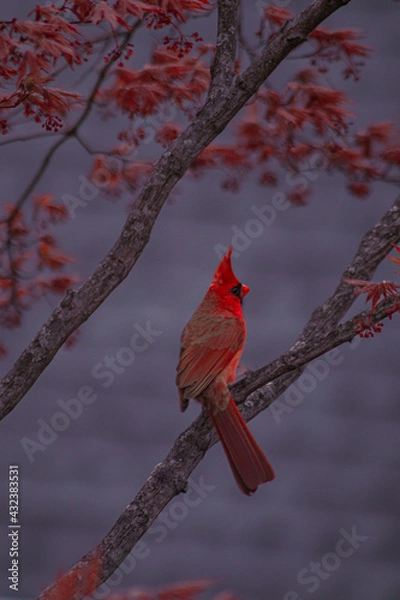 Obraz red cardinal on a branch
