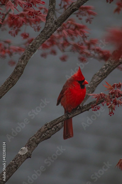Obraz red cardinal on branch