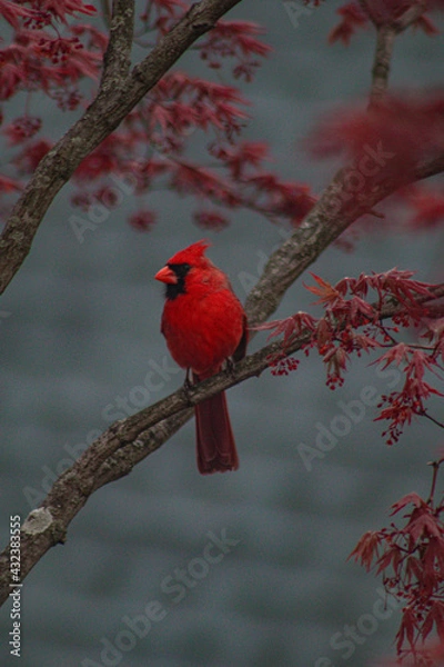 Obraz red cardinal on a branch