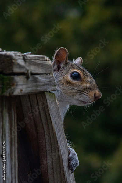 Obraz squirrel on the fence
