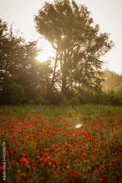 Fototapeta field with blooming red poppies