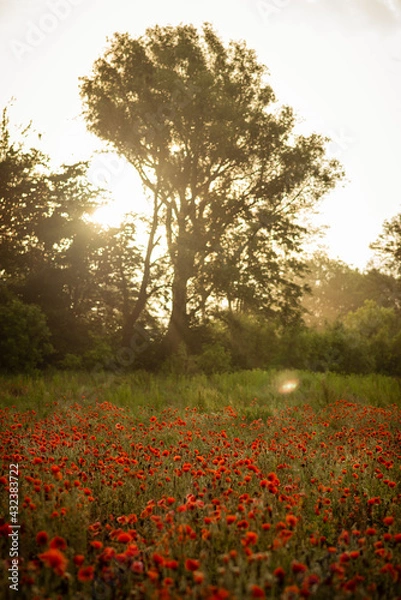 Fototapeta field with blooming red poppies