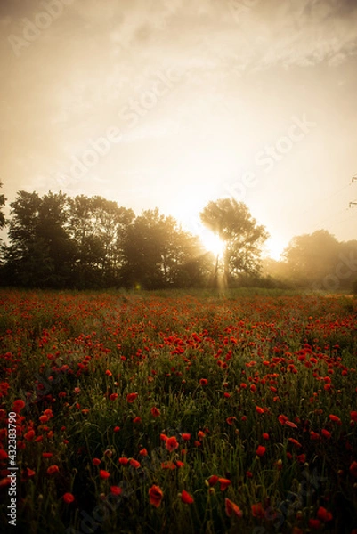 Fototapeta field with blooming red poppies