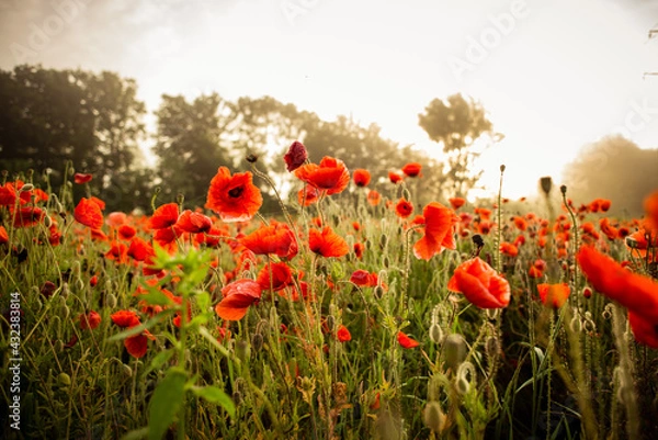 Fototapeta field with blooming red poppies