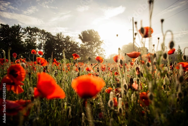 Fototapeta field with blooming red poppies
