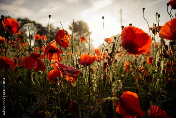 Fototapeta field with blooming red poppies