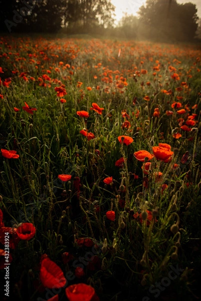 Fototapeta field with blooming red poppies