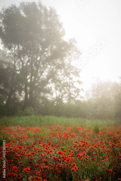 Fototapeta field with blooming red poppies