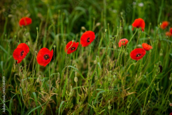 Fototapeta field with blooming red poppies
