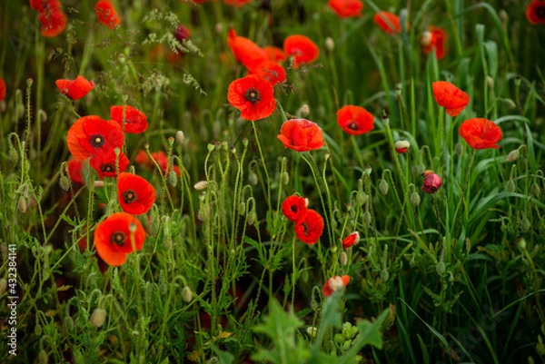 Fototapeta field with blooming red poppies