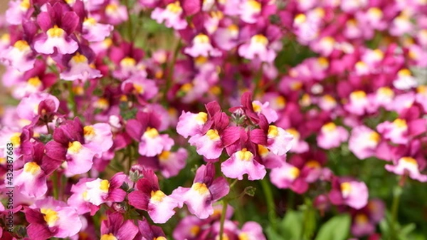 Fototapeta 商用で使える花の写真