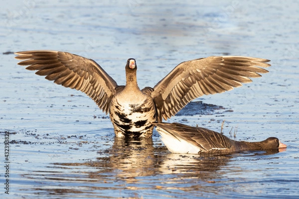 Obraz White-fronted or Specklebelly Goose Stretch