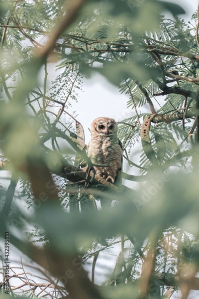 Obraz Indian eagle owl or rock eagle owl