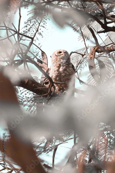 Obraz Indian eagle owl or rock eagle owl