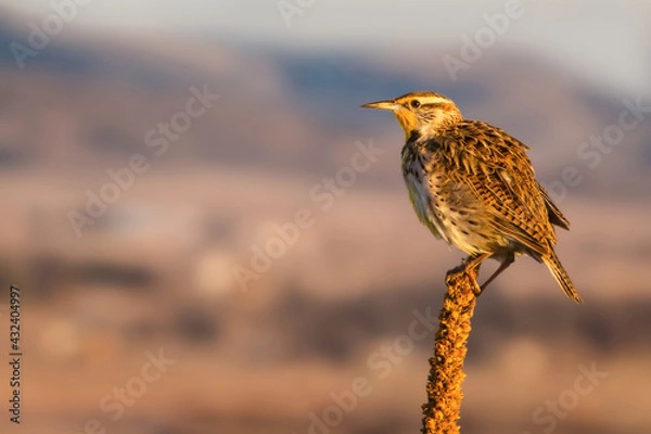 Obraz Western Meadowlark