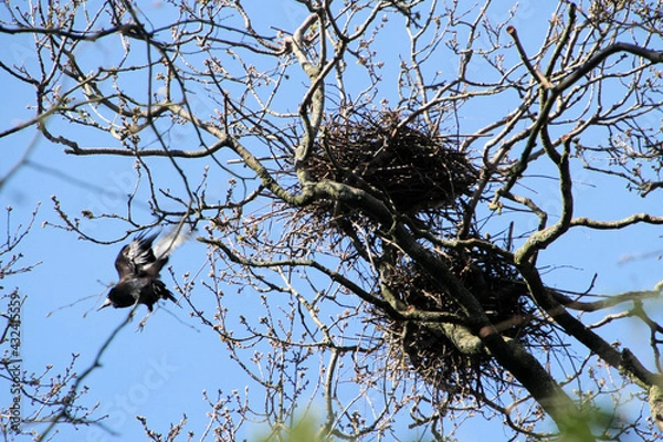 Obraz A view of a Rookery at Slimbridge Nature Reserve
