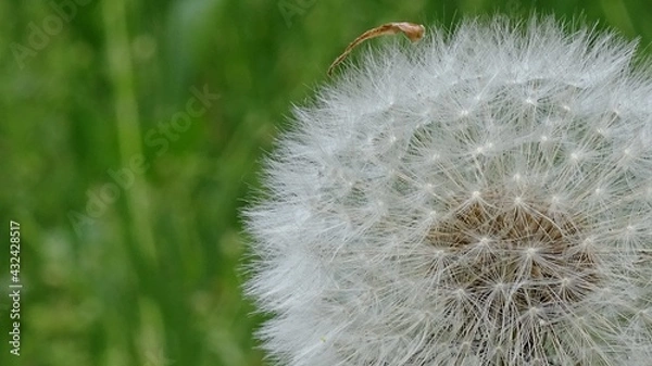 Fototapeta dandelion head