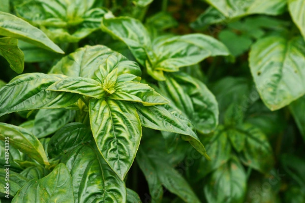 Fototapeta Basilikum im Beet