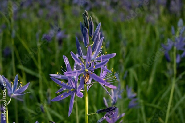 Obraz camas flower with bee