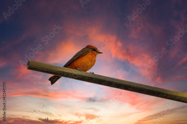 Obraz Vermillion Flycatcher
