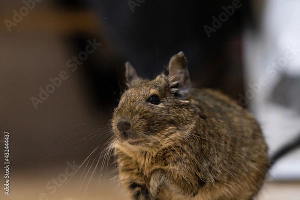 Fototapeta 【ペット】部屋んぽ中のデグー【小動物】