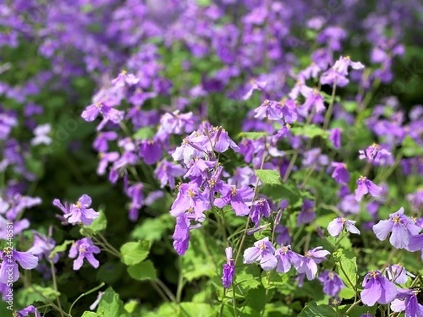 Fototapeta ムラサキハナナ