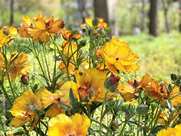 Fototapeta 黄色いラナンキュラス