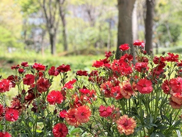 Fototapeta 赤いラナンキュラス