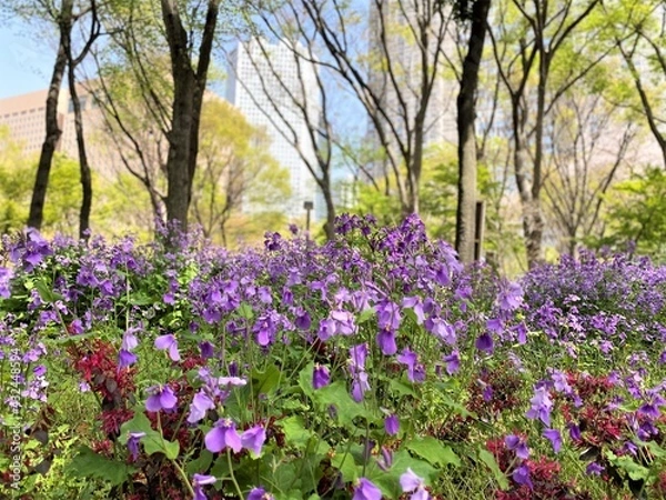 Fototapeta 都会の公園に咲くムラサキハナナ
