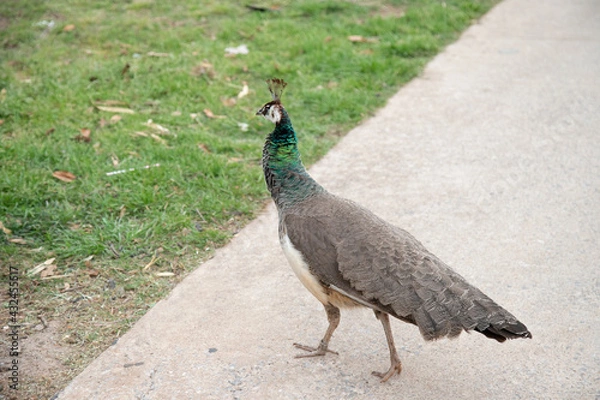 Obraz peacock in the park