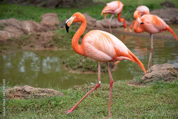Obraz pink flamingo in the zoo