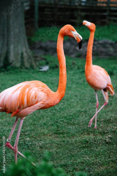 Obraz flamingo in the zoo