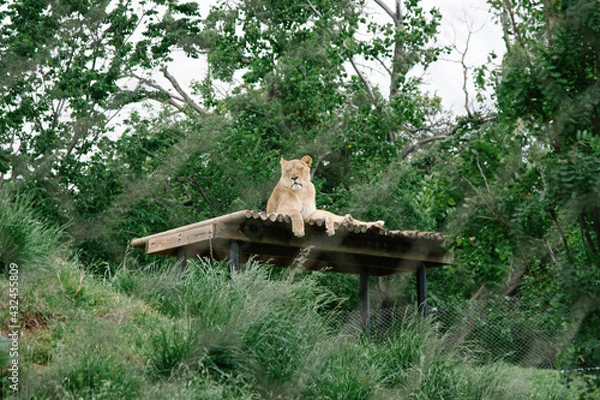 Obraz lion cub in the zoo