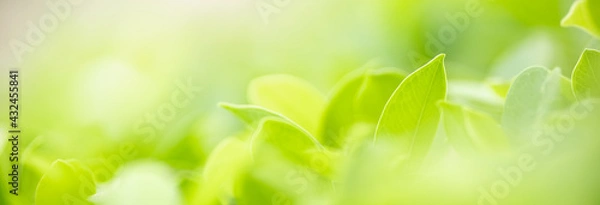 Fototapeta Closeup of beautiful nature view green leaf on blurred greenery background in garden with copy space using as background cover page concept.