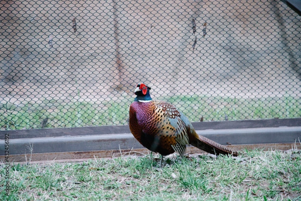 Obraz Phesant in the zoo
