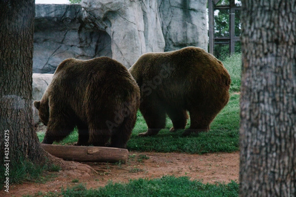 Obraz brown bear in zoo